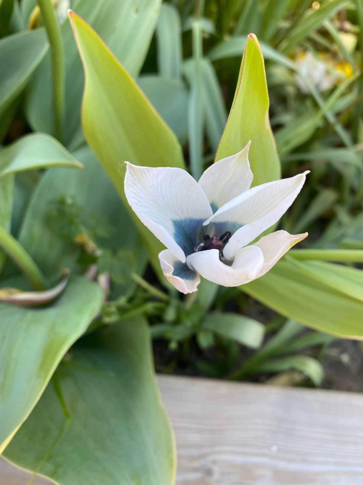 Botaaninen tulppaani 'Pulchella Alba maculata Courulea'